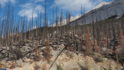 Waldbrand am Medicine Lake