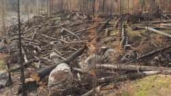 Waldbrand am Medicine Lake