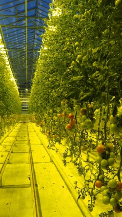 Tomaten in Island!